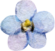 Watercolor forget me not