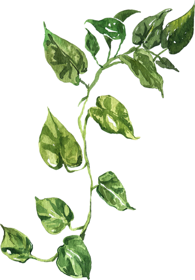 Home plant golden pothos decorative watercolor indoor