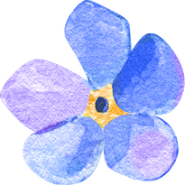 Watercolor Forget me not flower Blue and pink bloom